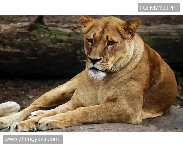 阿森纳与巴尼特的较量揭示英超球队的实力差距与发展潜力